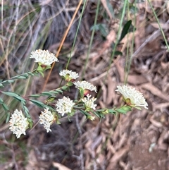 Pimelea linifolia subsp. linifolia at Acton, ACT - 12 Sep 2024