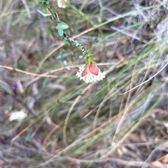 Pimelea linifolia subsp. linifolia at Acton, ACT - 12 Sep 2024