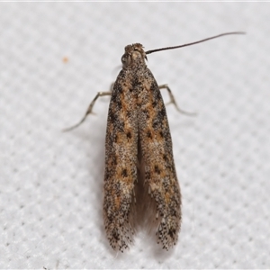 Gelechiidae (family) at Jerrabomberra, NSW - suppressed