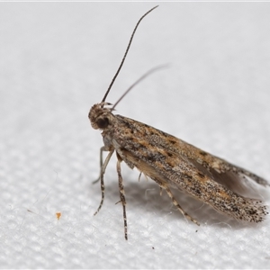 Gelechiidae (family) at Jerrabomberra, NSW - suppressed