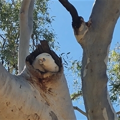 Cacatua sanguinea (Little Corella) at Purnululu, WA - 14 Sep 2024 by Mike