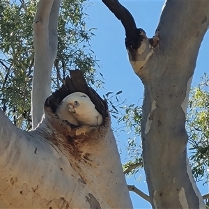 Cacatua sanguinea at Purnululu, WA - 14 Sep 2024