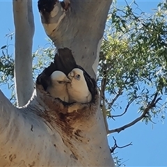 Cacatua sanguinea at Purnululu, WA - 14 Sep 2024