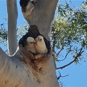 Cacatua sanguinea at Purnululu, WA - 14 Sep 2024