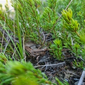 Coryphistes ruricola at Bungendore, NSW - 8 Sep 2024 04:17 PM