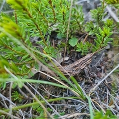 Coryphistes ruricola at Bungendore, NSW - 8 Sep 2024 04:17 PM