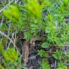 Coryphistes ruricola at Bungendore, NSW - 8 Sep 2024 04:17 PM