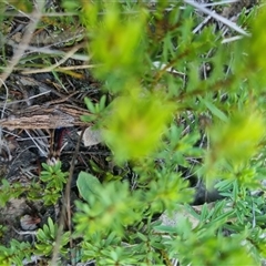 Coryphistes ruricola at Bungendore, NSW - 8 Sep 2024 04:17 PM