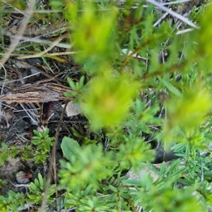 Coryphistes ruricola at Bungendore, NSW - 8 Sep 2024 04:17 PM