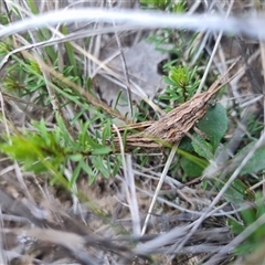 Coryphistes ruricola at Bungendore, NSW - 8 Sep 2024 04:17 PM