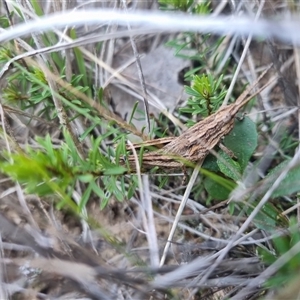 Coryphistes ruricola at Bungendore, NSW - 8 Sep 2024 04:17 PM