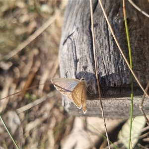 Lampides boeticus at Bungendore, NSW - 8 Sep 2024