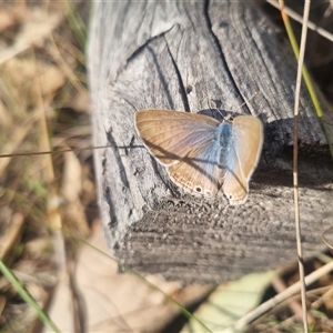 Lampides boeticus at Bungendore, NSW - 8 Sep 2024