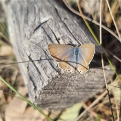 Lampides boeticus at Bungendore, NSW - 8 Sep 2024