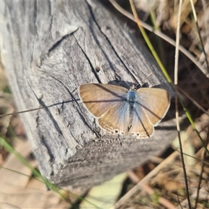 Lampides boeticus at Bungendore, NSW - 8 Sep 2024