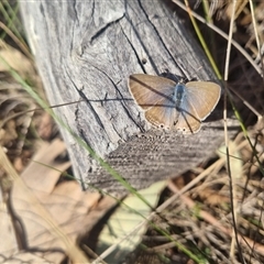 Lampides boeticus at Bungendore, NSW - 8 Sep 2024