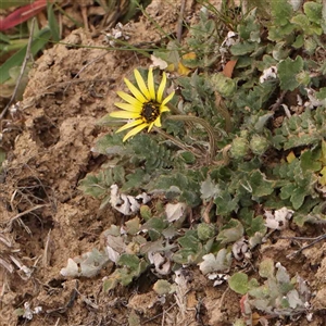 Arctotheca calendula at Gundaroo, NSW - 12 Sep 2024 11:01 AM