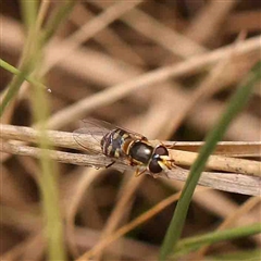 Melangyna collatus (Hover fly) at Gundaroo, NSW - 12 Sep 2024 by ConBoekel