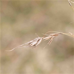 Themeda triandra (Kangaroo Grass) at Gundaroo, NSW - 12 Sep 2024 by ConBoekel