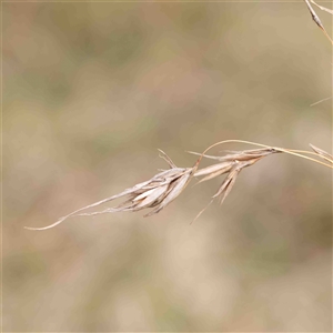 Themeda triandra at Gundaroo, NSW - 12 Sep 2024 11:04 AM