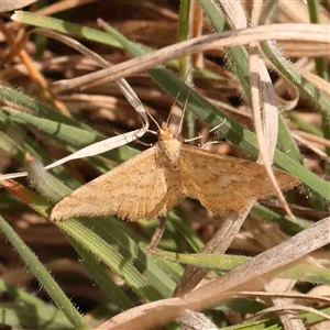 Scopula rubraria at Gundaroo, NSW - 12 Sep 2024 11:06 AM