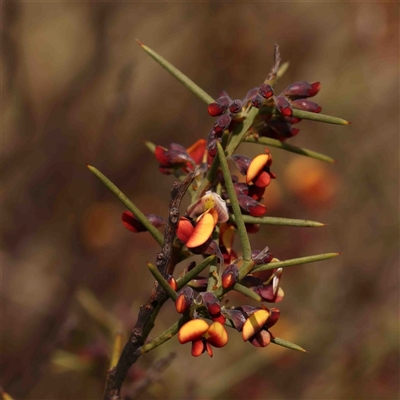 Daviesia genistifolia (Broom Bitter Pea) at Gundaroo, NSW - 12 Sep 2024 by ConBoekel