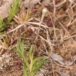 Leptorhynchos squamatus at Gundaroo, NSW - 12 Sep 2024