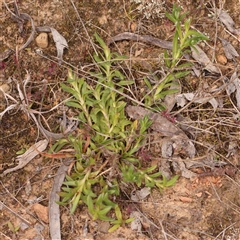 Leptorhynchos squamatus at Gundaroo, NSW - 12 Sep 2024