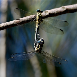 Hemigomphus heteroclytus at Strathnairn, ACT - 8 Jan 2023