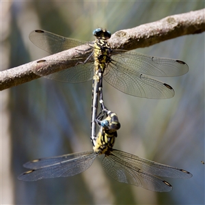 Hemigomphus heteroclytus at Strathnairn, ACT - 8 Jan 2023