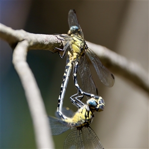 Hemigomphus heteroclytus at Strathnairn, ACT - 8 Jan 2023