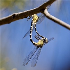 Hemigomphus heteroclytus at Strathnairn, ACT - 8 Jan 2023