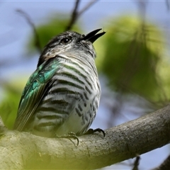 Chrysococcyx lucidus (Shining Bronze-Cuckoo) at Giralang, ACT - 14 Sep 2024 by Thurstan