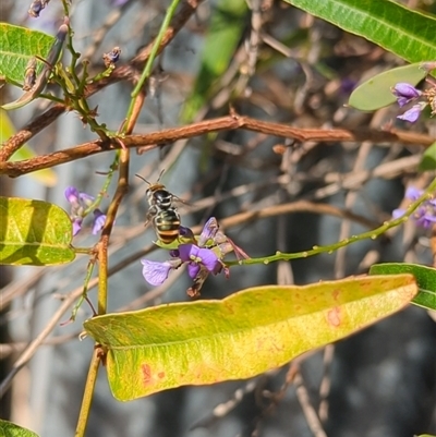 Lipotriches (Austronomia) australica at Mount Kembla, NSW - 14 Sep 2024 by BackyardHabitatProject