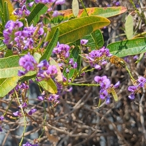 Xylocopa (Lestis) aerata at Mount Kembla, NSW - 14 Sep 2024