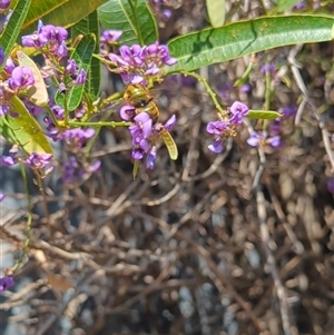 Xylocopa (Lestis) aerata at Mount Kembla, NSW - 14 Sep 2024