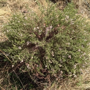 Chrysocephalum semipapposum at Tharwa, ACT - 14 Sep 2024