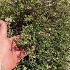 Chrysocephalum semipapposum at Tharwa, ACT - 14 Sep 2024