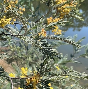 Acacia dealbata subsp. dealbata at Oallen, NSW - 13 Sep 2024