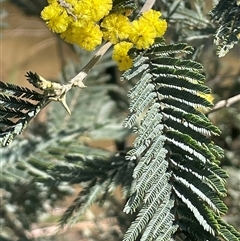 Acacia dealbata subsp. dealbata at Oallen, NSW - 13 Sep 2024