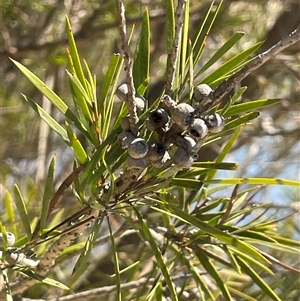 Callistemon sieberi at Oallen, NSW - 13 Sep 2024