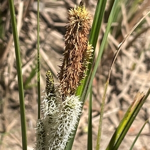 Carex gaudichaudiana at Oallen, NSW - 13 Sep 2024