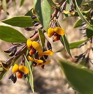 Daviesia latifolia at Oallen, NSW - 13 Sep 2024