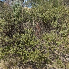 Daviesia latifolia at Oallen, NSW - 13 Sep 2024