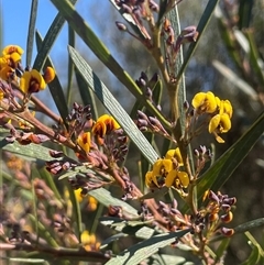 Daviesia leptophylla (Slender Bitter Pea) at Oallen, NSW - 13 Sep 2024 by JaneR