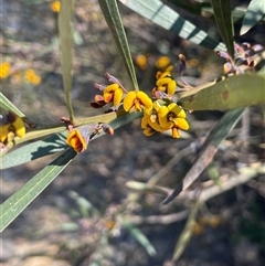 Daviesia leptophylla at Oallen, NSW - 13 Sep 2024