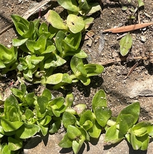 Gratiola peruviana at Oallen, NSW - 13 Sep 2024