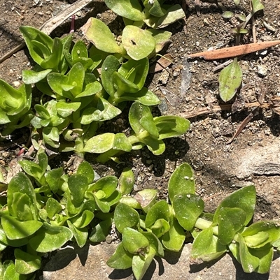 Gratiola peruviana (Australian Brooklime) at Oallen, NSW - 13 Sep 2024 by JaneR