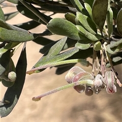 Grevillea arenaria subsp. arenaria (Nepean Spider Flower) at Oallen, NSW - 13 Sep 2024 by JaneR