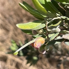 Grevillea arenaria subsp. arenaria at Oallen, NSW - 13 Sep 2024